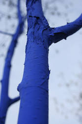 Blue Trees in Kenmore two