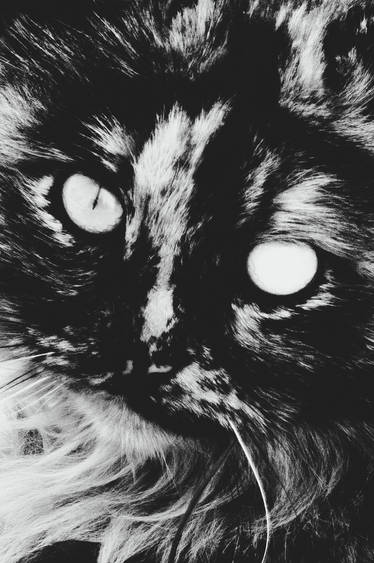 Full of Moloch the Long-lost Land Is I