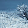 Cold Became the Conqueror of Time