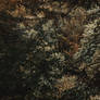 Drift of Forest Sublevels I