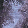 Wild Fairy Gorge I