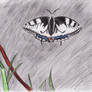 My butterfly 2