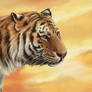Tiger - portrait