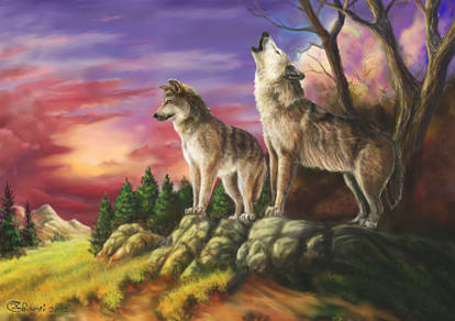 Wolf couple 2