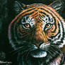 Eyes of the bengal tiger - traditional