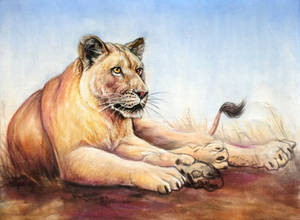 Lioness resting