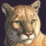 Puma Portrait