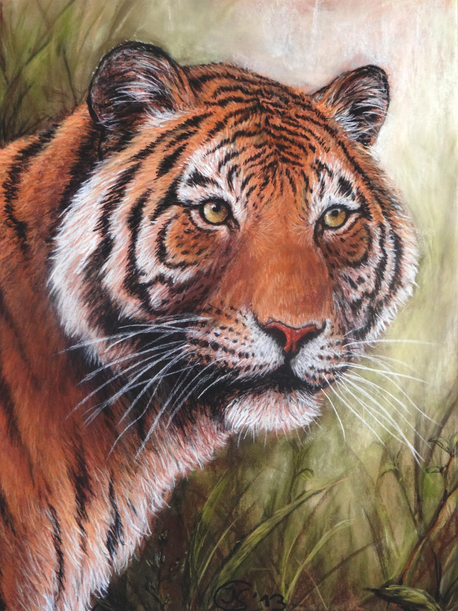 Bengal tiger - pastel portrait