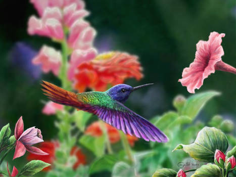 humming bird