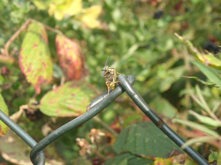 Wasp on a fence