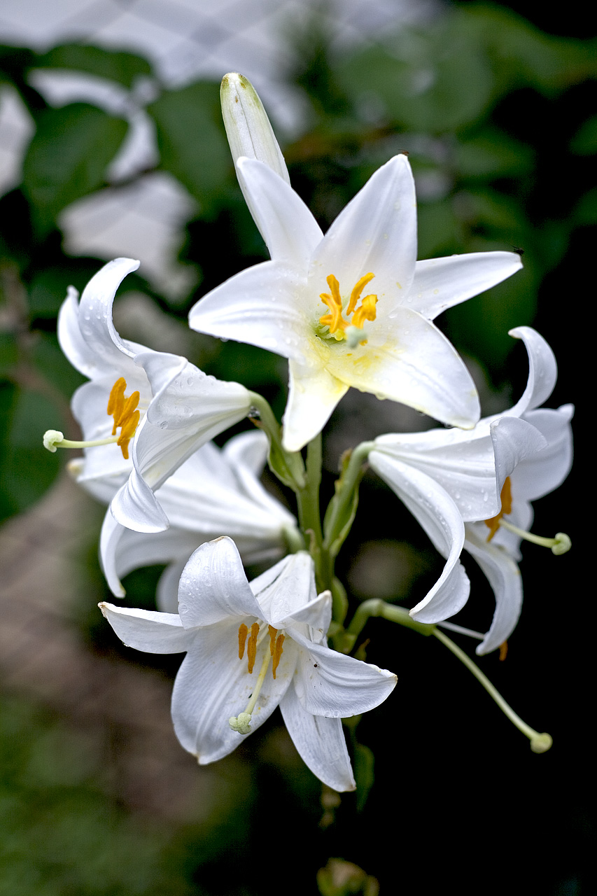 Lilies