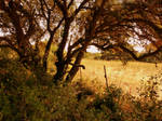 Meadowland stock by little-spacey