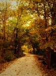 autumn forest path STOCK by little-spacey