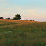 Field at Sunset 1