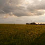 Field at Sunset stock 4