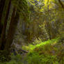 Mystic Forest Stock Background