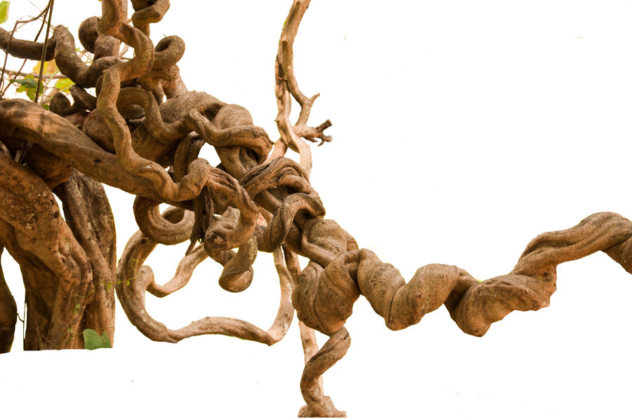 Twisted Branch stock by little-spacey