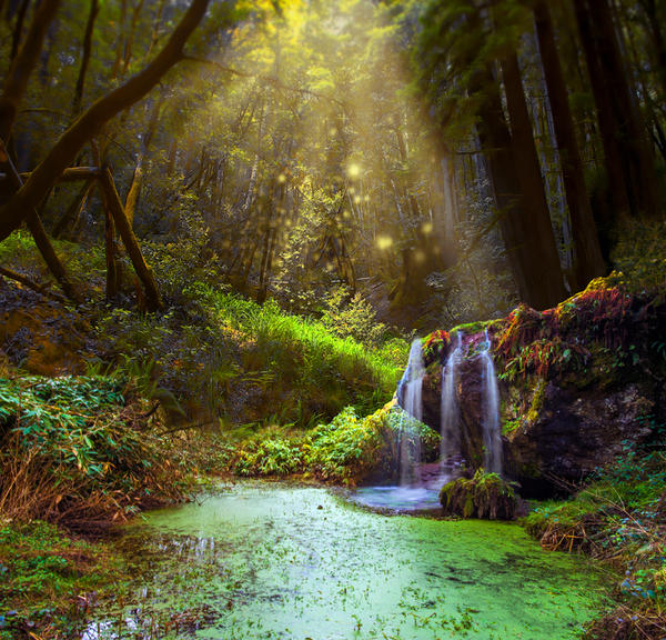 Forest Pool Premade Background