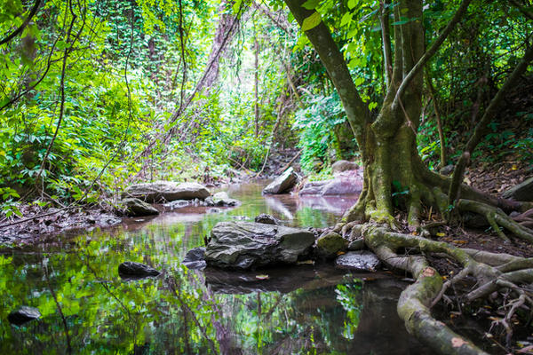 Jungle Stream Background Stock