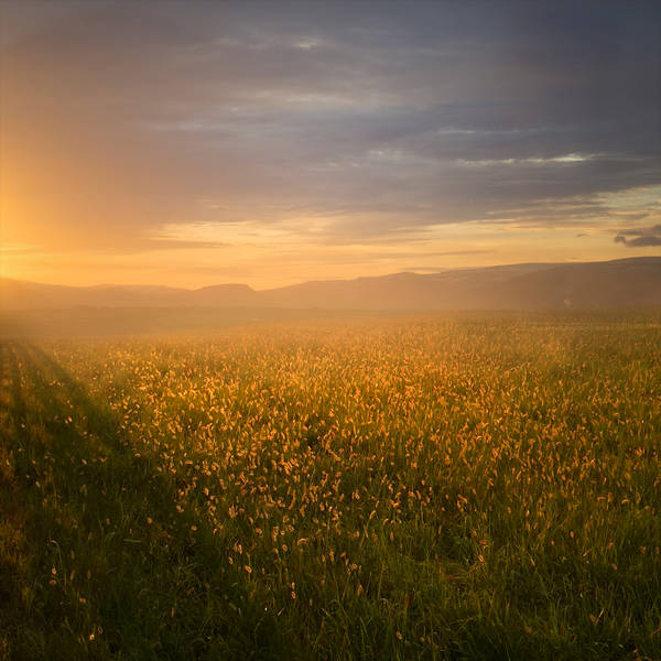 Golden Field Premade Background by little-spacey