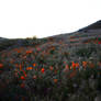 Mountain Meadow Stock