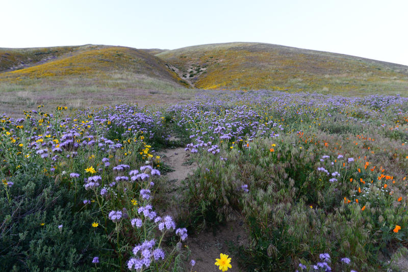 Mountain Meadow Path Stock