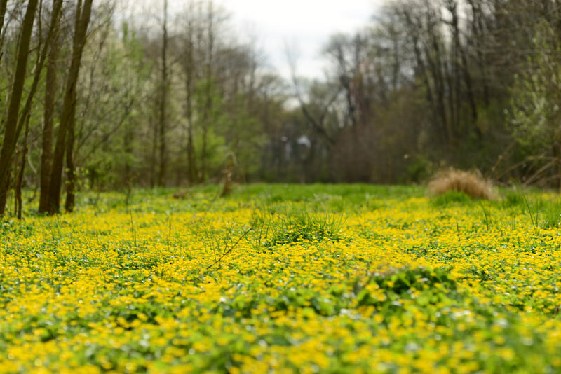 Forest Meadow Stock