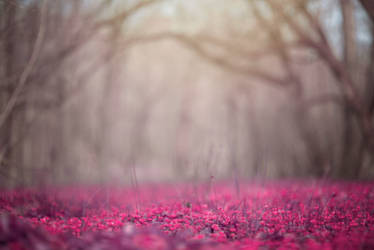 Pink Meadow Background