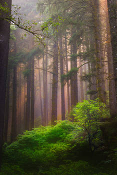 Siuslaw Forest