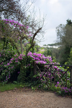 Garden Gate Stock by little-spacey