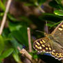 Speckled Wood