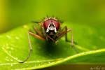 Big huge red eyes by DPSparhawk