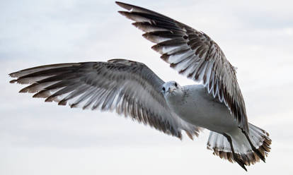 Flapping Feathers