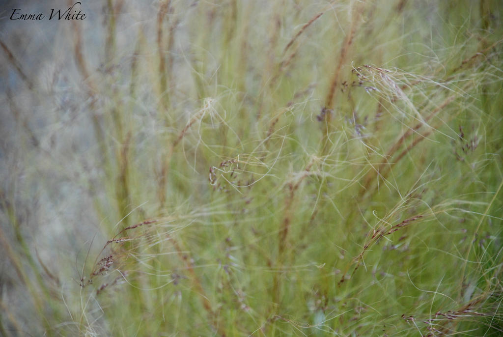 A Wispy Willowy Day