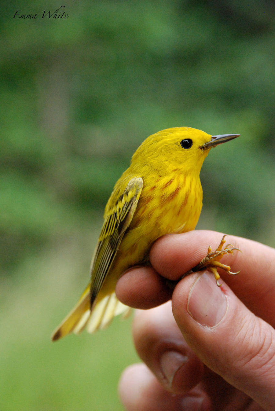 Yellow Warbler