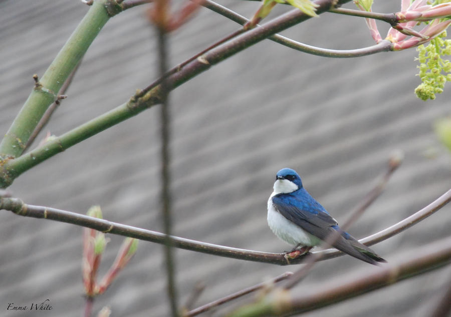 Blue Beauty