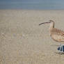 Whimbrel