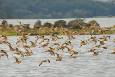 In Flight