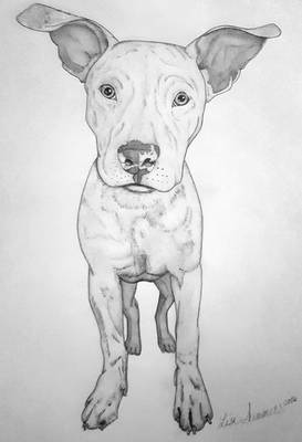 Pitbull Sketch