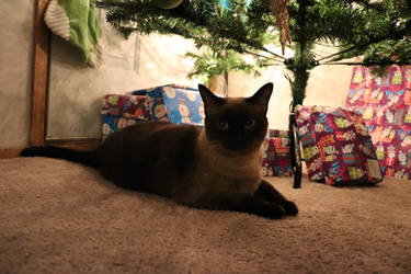 chrismas kitty