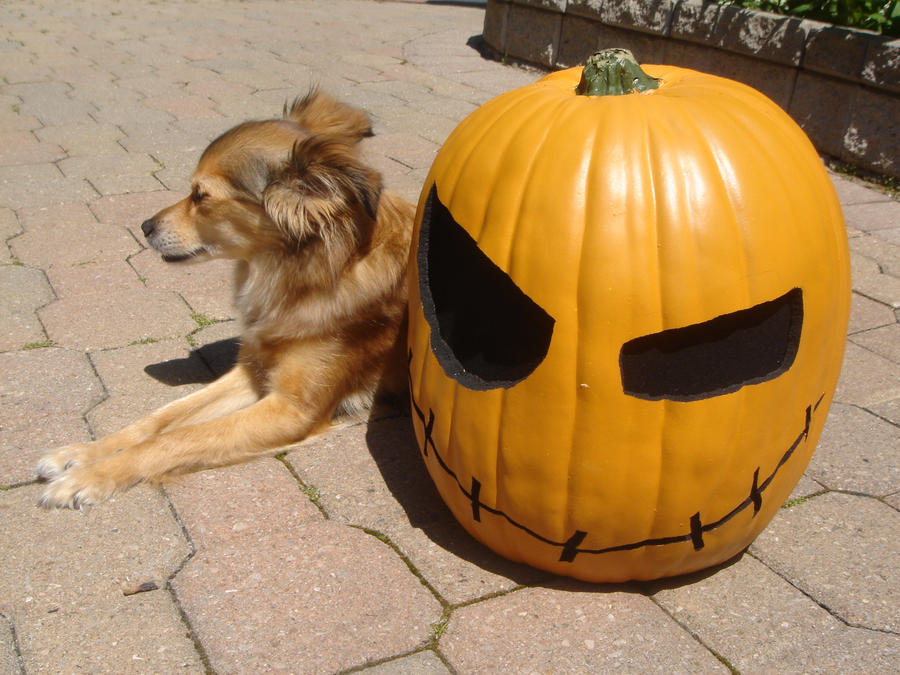 pumpkin stares into your soul.
