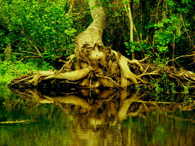 Roots Demon by wheezylou on DeviantArt