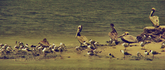 Pelicans