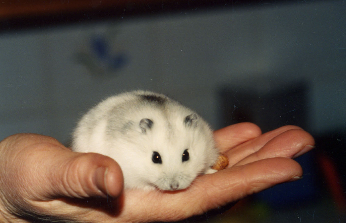 little hamster