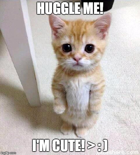 Kitty meme by Jellybabiebunny on DeviantArt