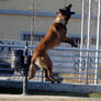 Malinois jump!