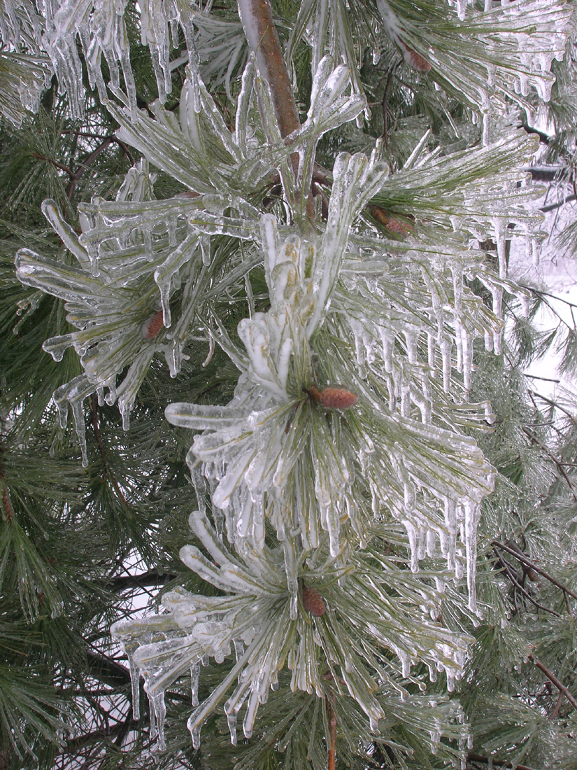 Hanging Needles