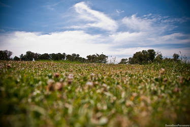 Among The Grass