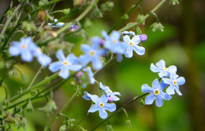 Little Blue Blossoms