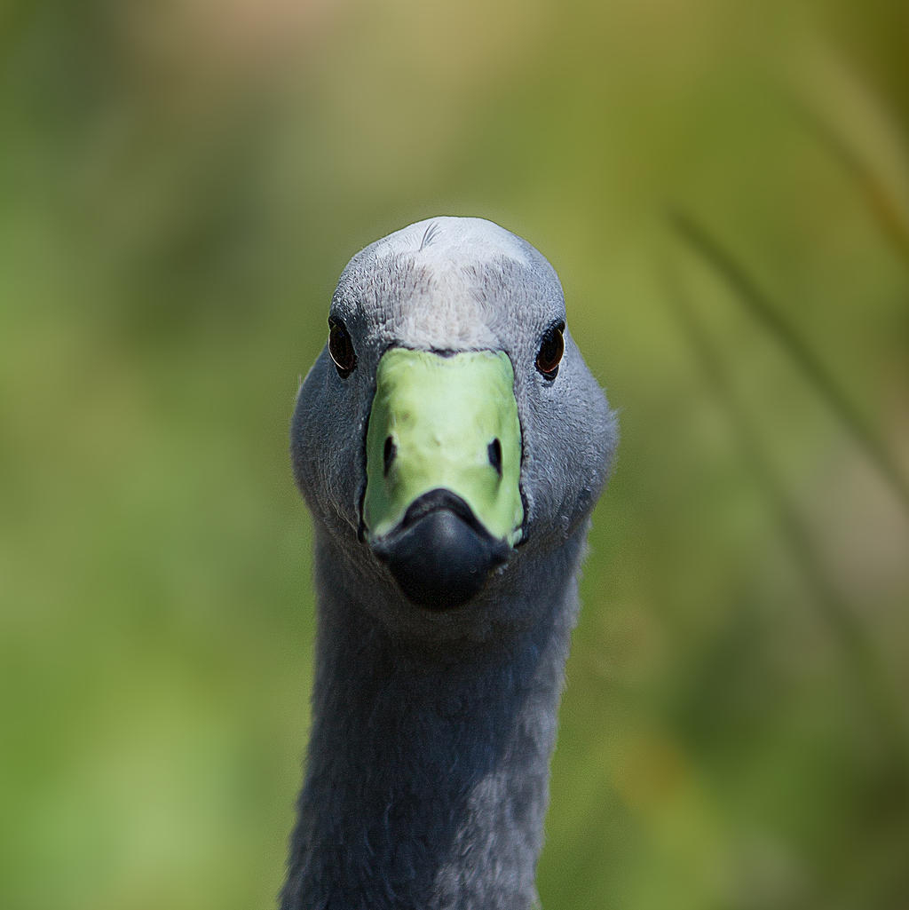 Cape Barron Goose ~ Cereopsis novaehollandiae